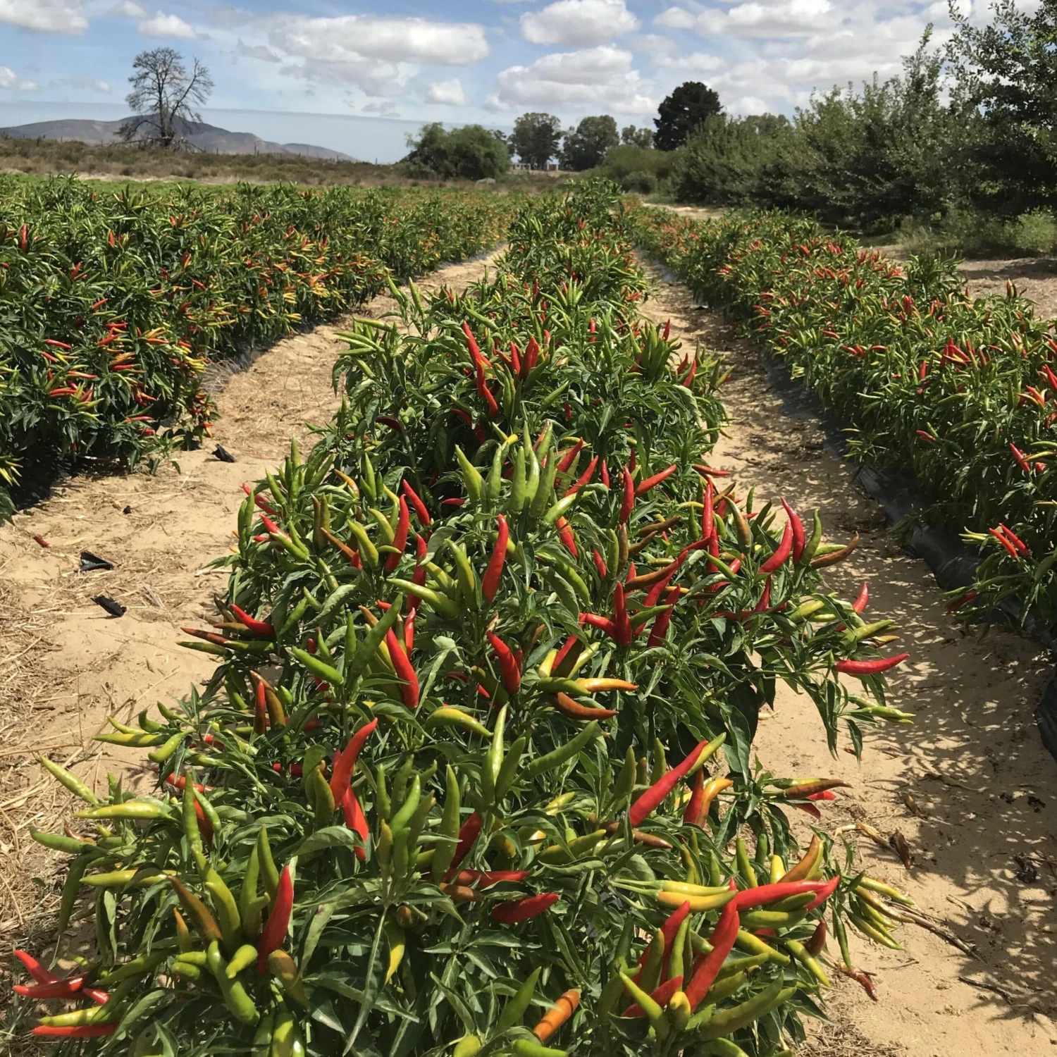 Banhoek Chili Oil 7 Banhoek Chili Oil - Image 5