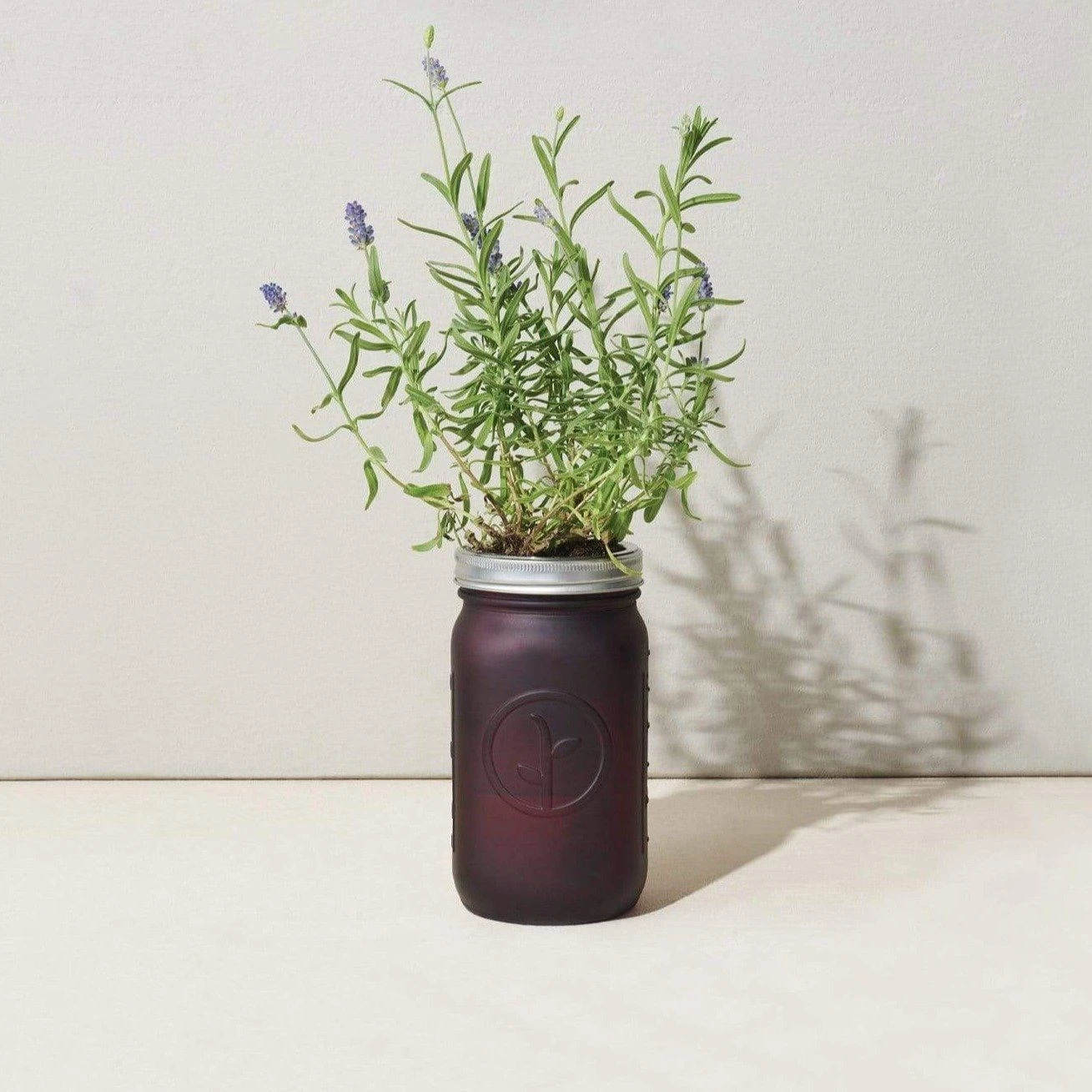 Modern Sprout Indoor Garden Jar - Lavender 4 Modern Sprout Indoor Garden Jar - Lavender - Image 2