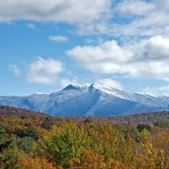 Mount Mansfield Maple Products Maple Syrup -Food Sale Stores mount mansfield maple products maple syrup pantry mount mansfield maple products 270176