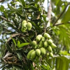 Pure Indian Foods Alphonso Mango Puree -Food Sale Stores pure indian foods alphonso mango puree pure indian foods 28222235410489